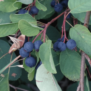 Close-up of dark blue berries on green leafy branches outdoors.